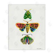 Farida Zaman | Bright Moths Earth Tones