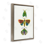 Farida Zaman | Bright Moths Earth Tones