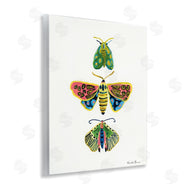 Farida Zaman | Bright Moths Earth Tones