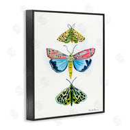Farida Zaman | Bright Moths Trio