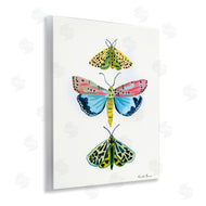 Farida Zaman | Bright Moths Trio