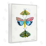 Farida Zaman | Bright Moths Trio