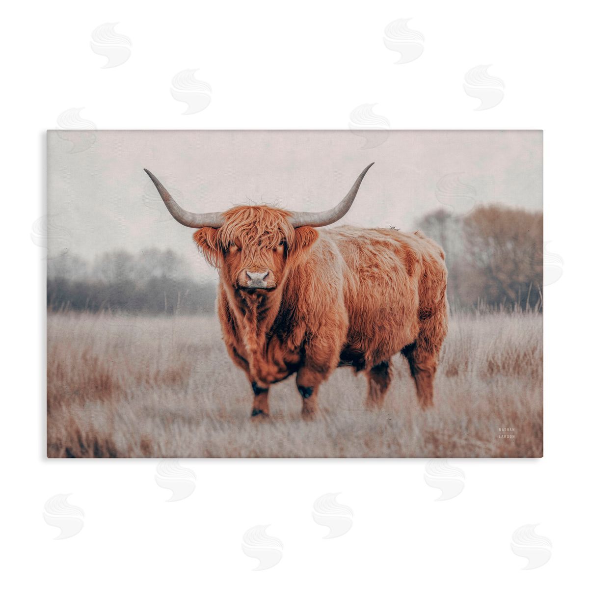 Nathan Larson Center Of Attention Cattle Canvas Wall Art Print
