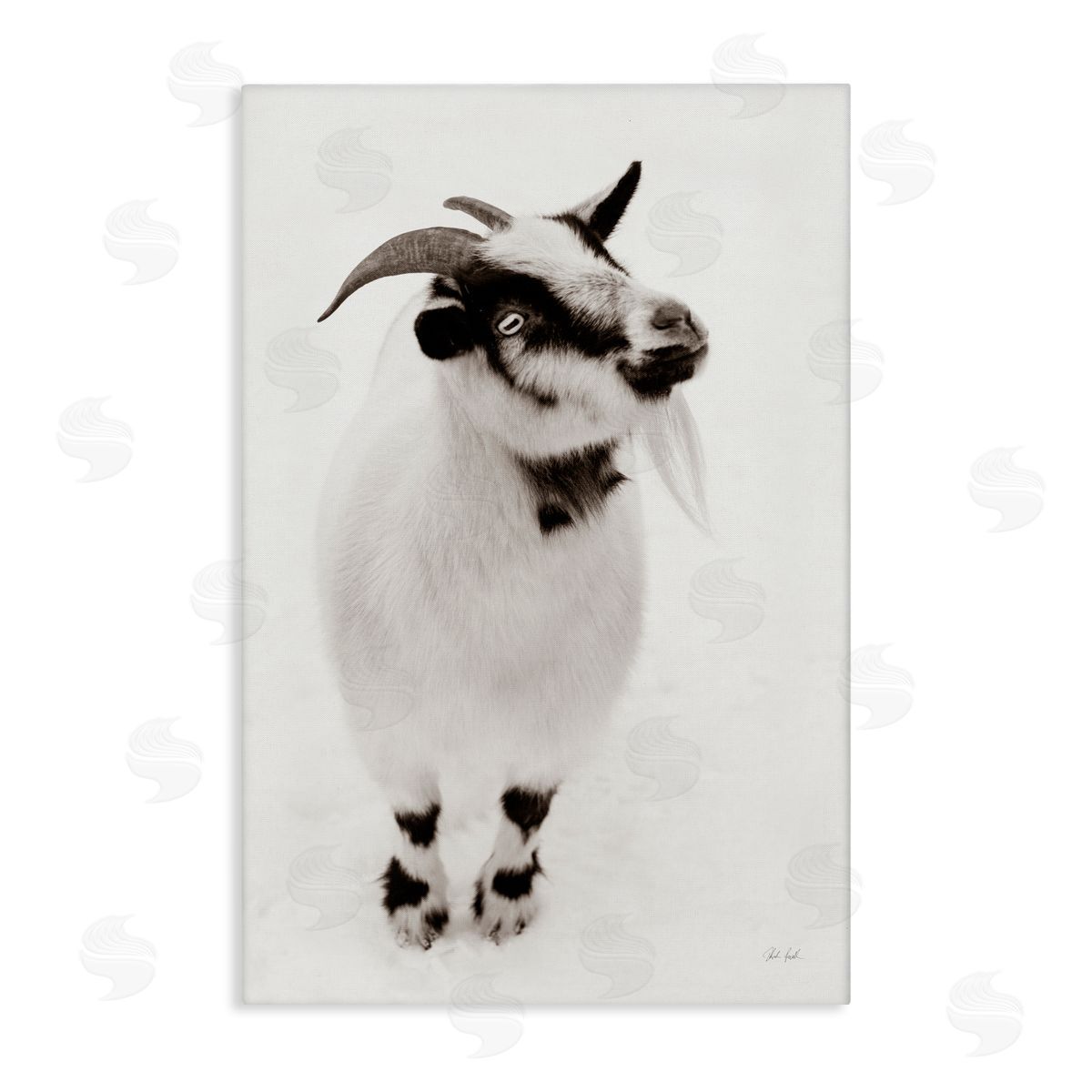 Deborah Revell White Little Goat Canvas Wall Art Print