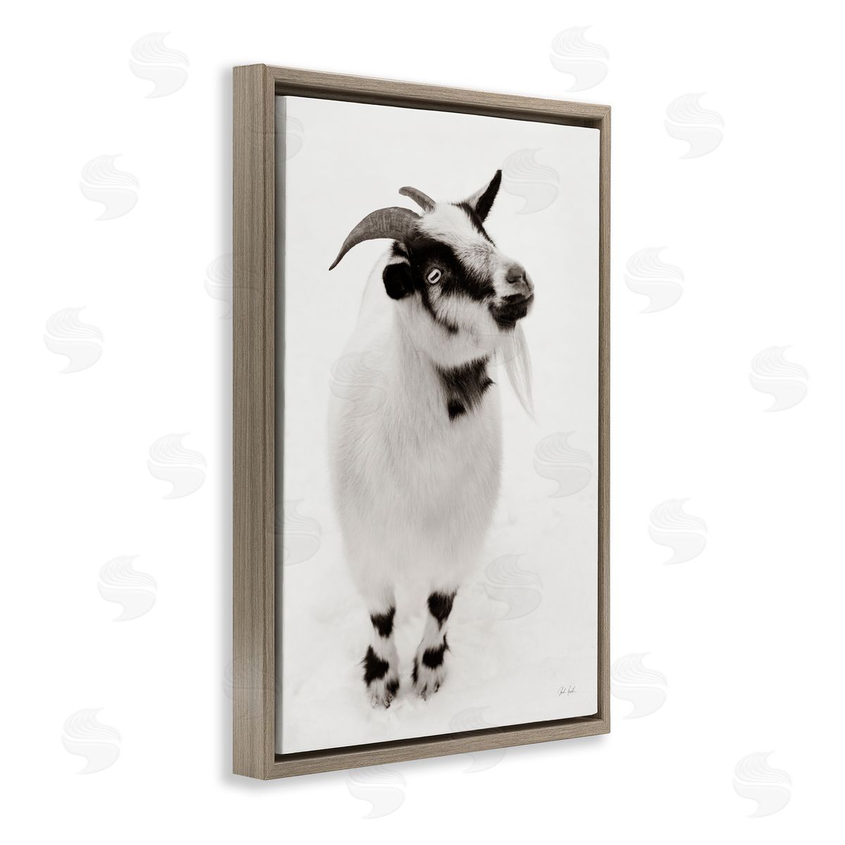 Deborah Revell White Little Goat Canvas Wall Art Print