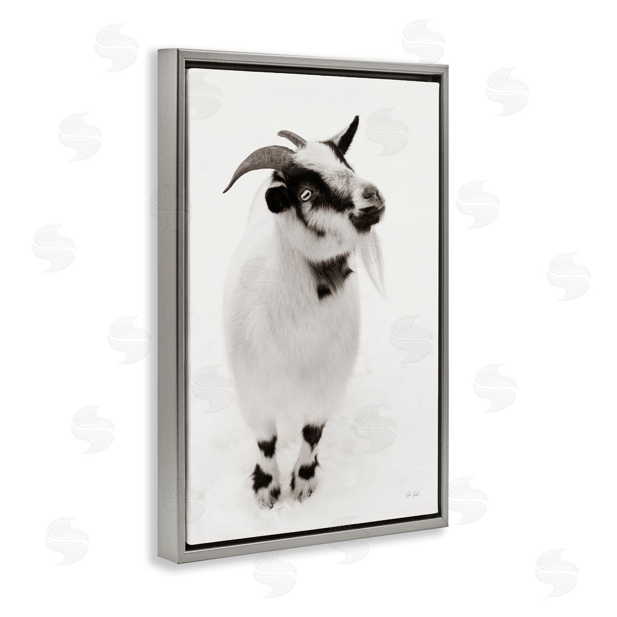 Deborah Revell White Little Goat Canvas Wall Art Print