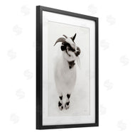 Deborah Revell | White Little Goat