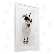 Deborah Revell | White Little Goat