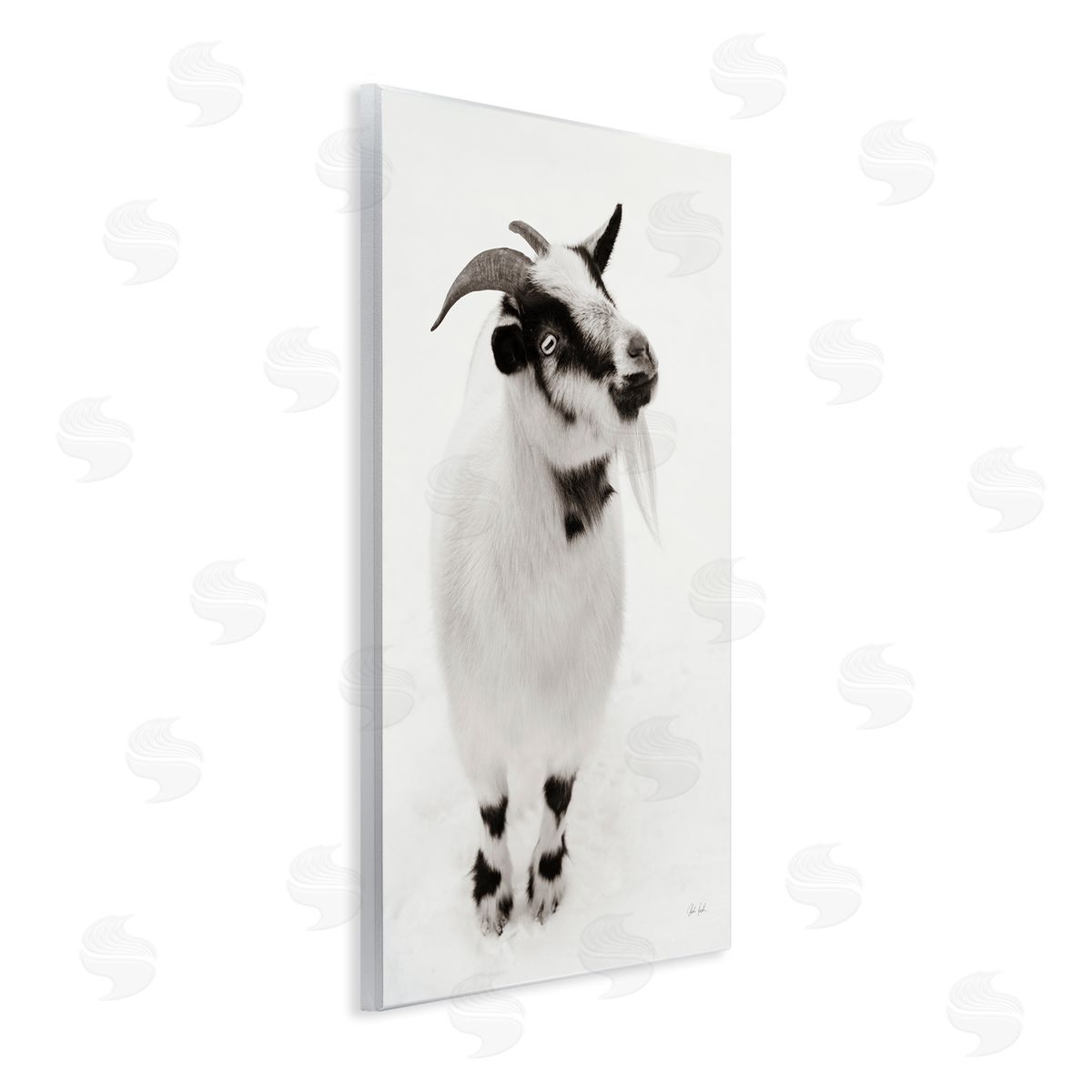 Deborah Revell White Little Goat Canvas Wall Art Print