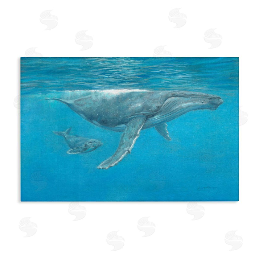 David Stribbling | Humpback Whale Underwater