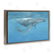 David Stribbling | Humpback Whale Underwater