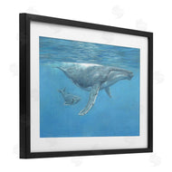 David Stribbling | Humpback Whale Underwater