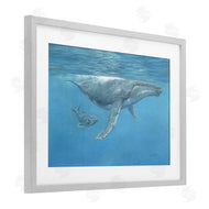 David Stribbling | Humpback Whale Underwater