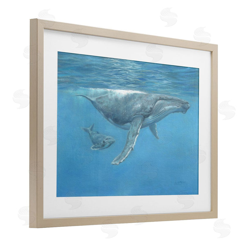 David Stribbling | Humpback Whale Underwater