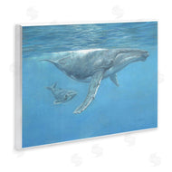 David Stribbling | Humpback Whale Underwater