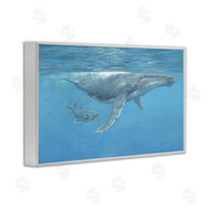 David Stribbling | Humpback Whale Underwater