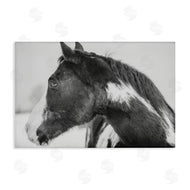 Amy Carroll | Draisma Horse Looking Left