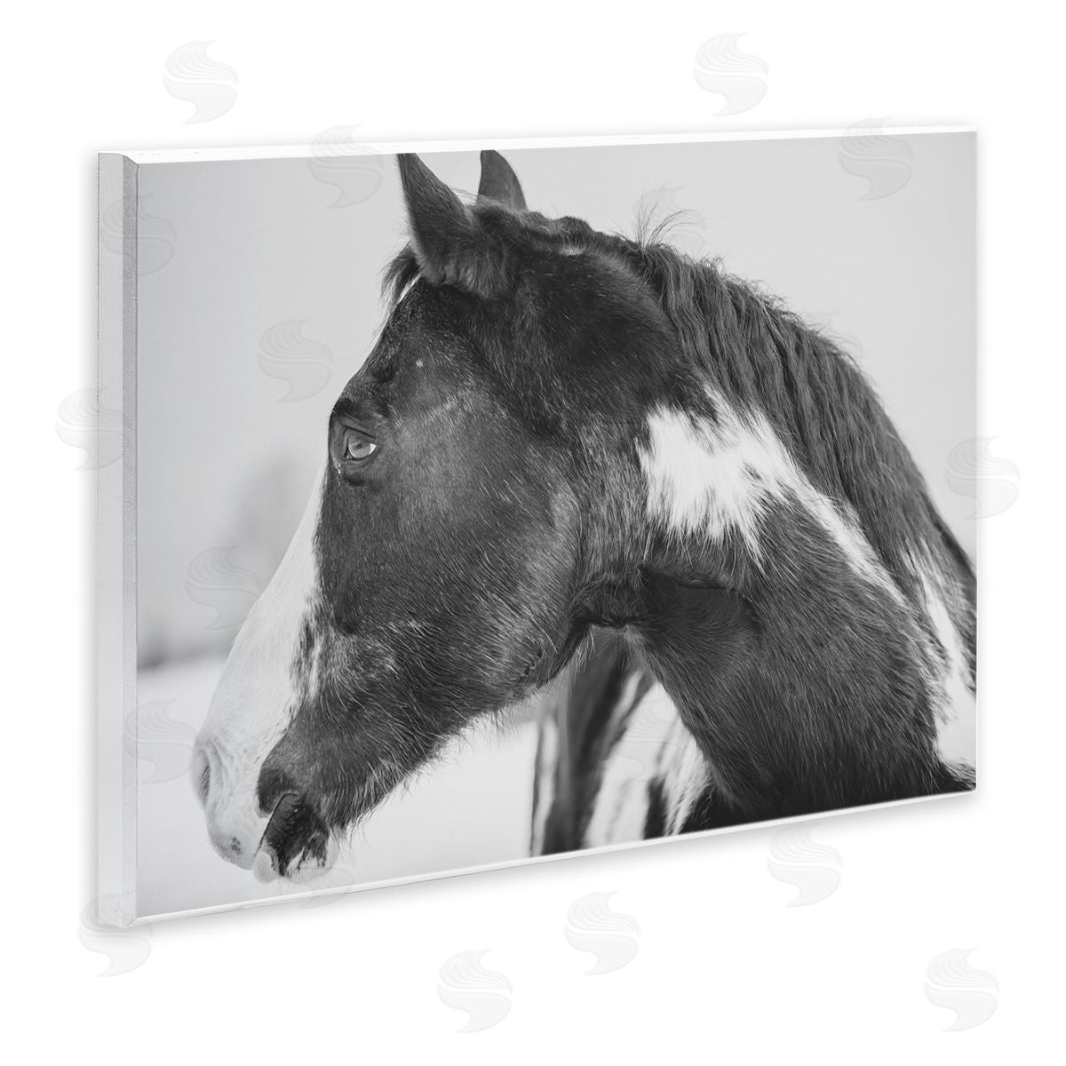 Amy Carroll Draisma Horse Looking Left Canvas Wall Art Print