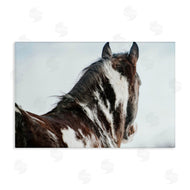 Amy Carroll | Winter Herd Horse Portrait