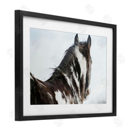 Amy Carroll | Winter Herd Horse Portrait