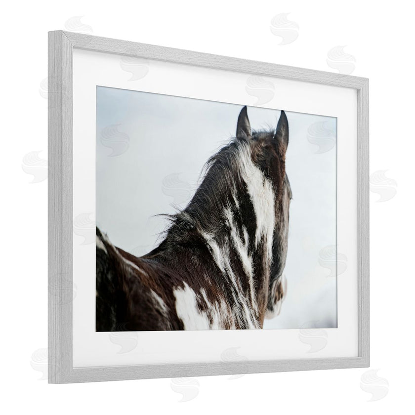 Amy Carroll | Winter Herd Horse Portrait