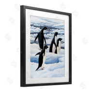 Jeremy Paul | Adelie Penguins on Ice