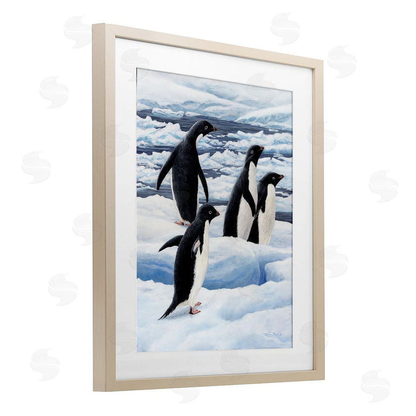 Jeremy Paul | Adelie Penguins on Ice