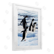 Jeremy Paul | Adelie Penguins on Ice