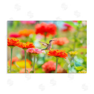 Carrie Ann Grippo-Pike | Sugar Fairy Hummingbird