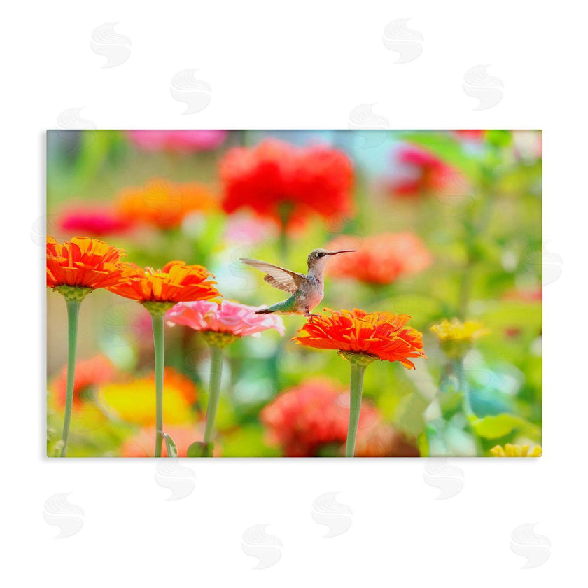 Carrie Ann Grippo-Pike | Sugar Fairy Hummingbird