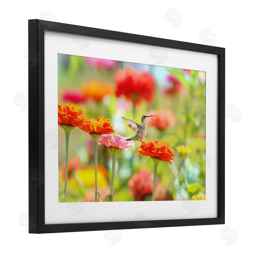 Carrie Ann Grippo-Pike | Sugar Fairy Hummingbird