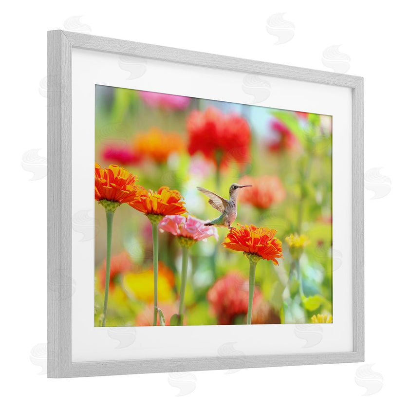 Carrie Ann Grippo-Pike | Sugar Fairy Hummingbird