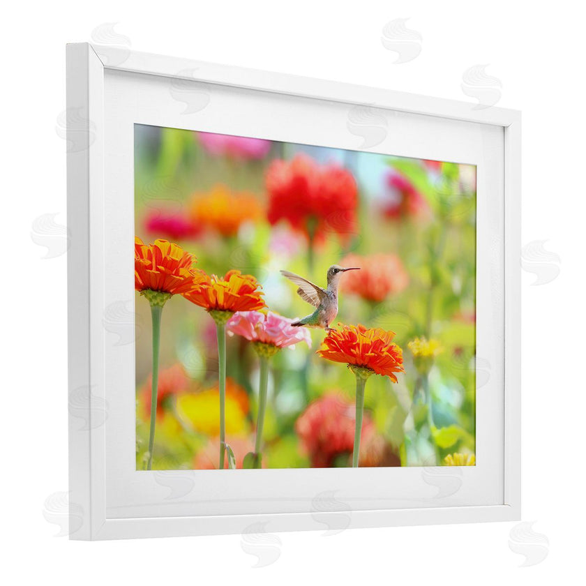 Carrie Ann Grippo-Pike | Sugar Fairy Hummingbird