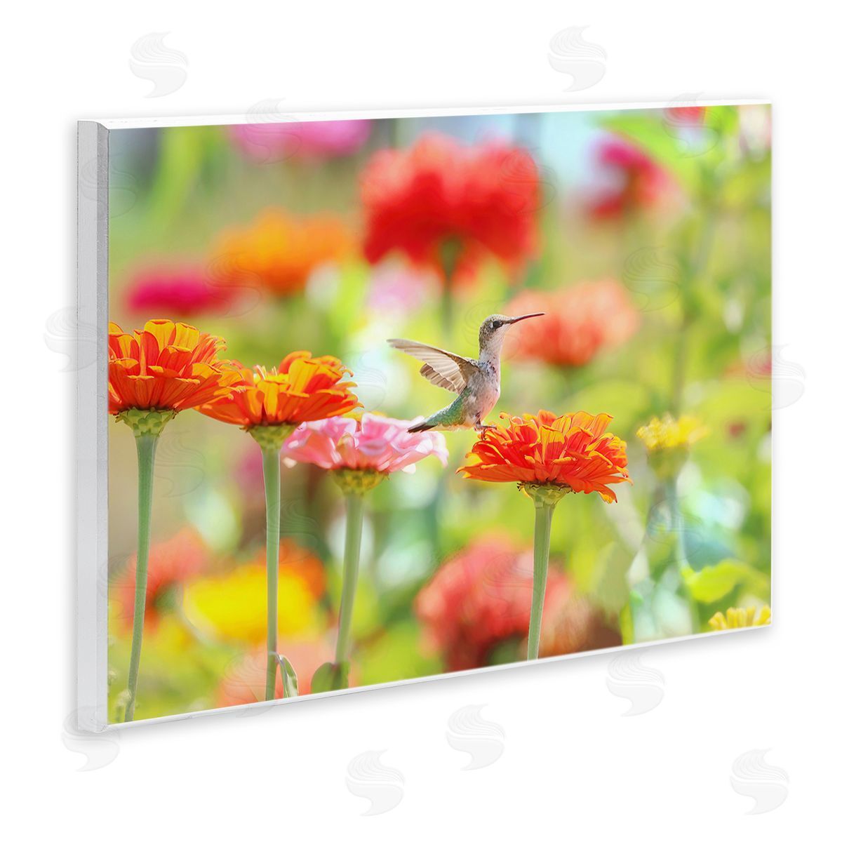 Carrie Ann Grippo-Pike Sugar Fairy Hummingbird Canvas Wall Art Print