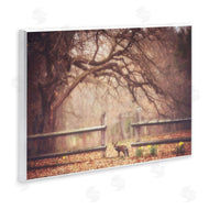 Carrie Ann Grippo-Pike | Sly Guy Fox in Forest