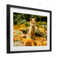 Carrie Ann Grippo-Pike | Sleepy Fall Fox in Autumn