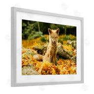 Carrie Ann Grippo-Pike | Sleepy Fall Fox in Autumn