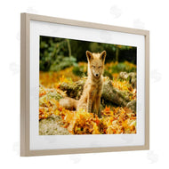 Carrie Ann Grippo-Pike | Sleepy Fall Fox in Autumn