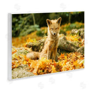 Carrie Ann Grippo-Pike | Sleepy Fall Fox in Autumn