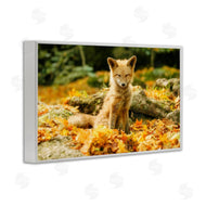 Carrie Ann Grippo-Pike | Sleepy Fall Fox in Autumn