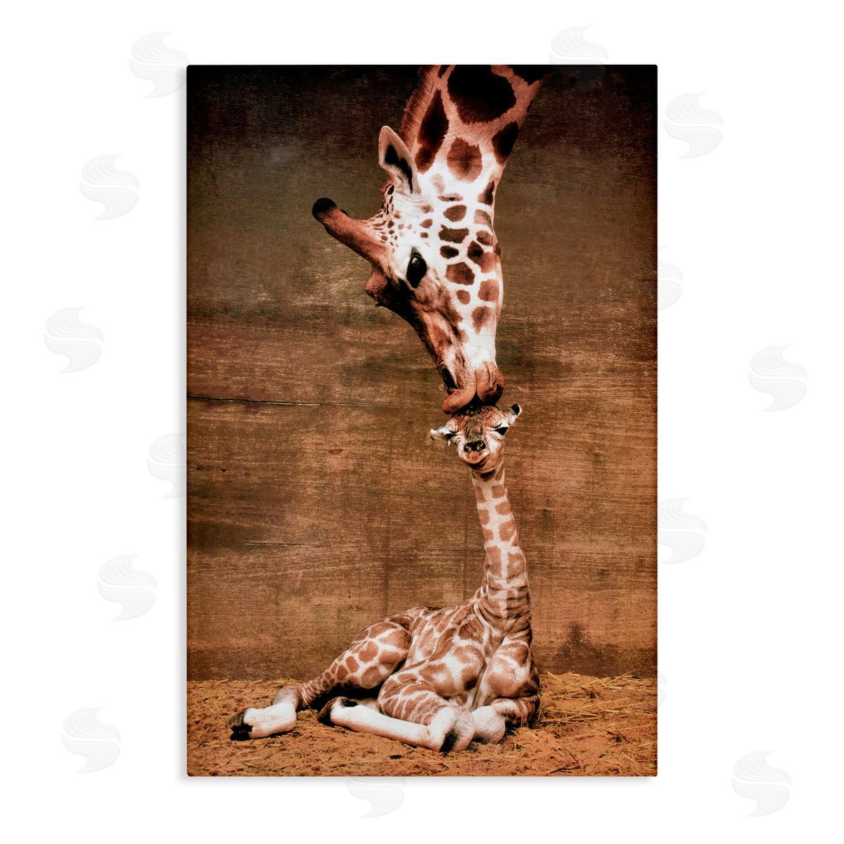 Unknown Mother's Love Giraffes Canvas Wall Art Print