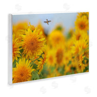 Carrie Ann Grippo-Pike | Happy Hummingbird & Sunflowers