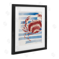 Eli Jones | Striped Claw Crab