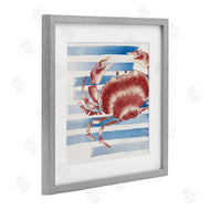 Eli Jones | Striped Claw Crab