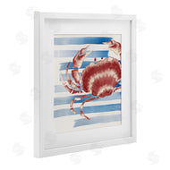 Eli Jones | Striped Claw Crab