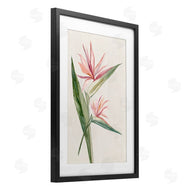Hannah Dawson | Tropical Grace Birds of Paradise