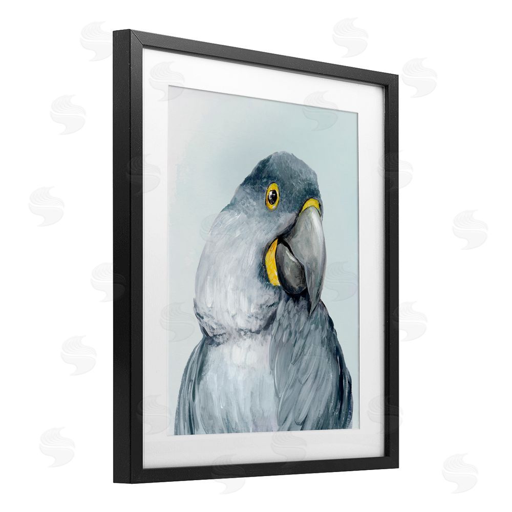 Hannah Dawson Vivid Plumage Parrot Black Framed Print Under Glass Art