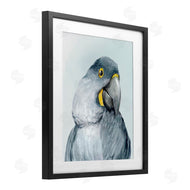 Hannah Dawson | Vivid Plumage Parrot