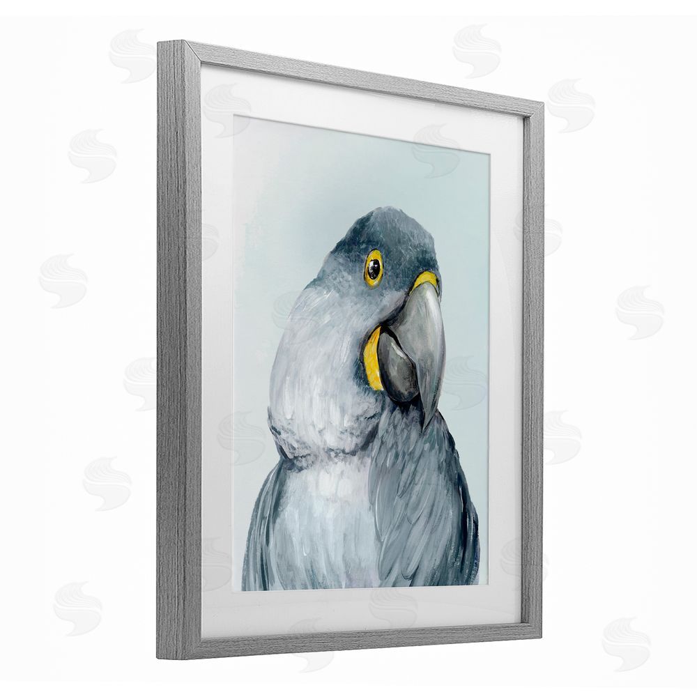 Hannah Dawson Vivid Plumage Parrot Gray Framed Print Under Glass Art