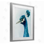 Hannah Dawson | Vivid Plumage Peacock